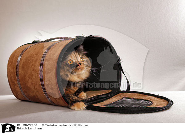 Britisch Langhaar / RR-27858