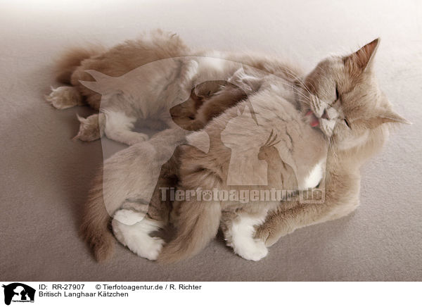 Britisch Langhaar Ktzchen / Highlander Kitten / RR-27907