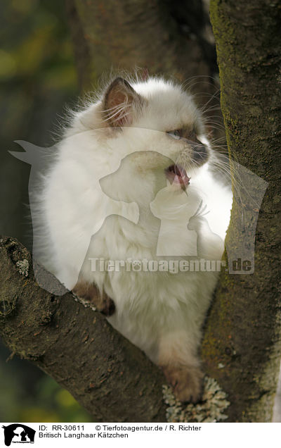 Britisch Langhaar Ktzchen / Highlander Kitten / RR-30611