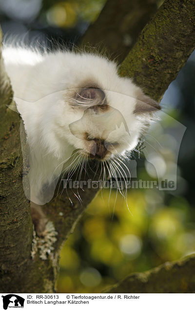 Britisch Langhaar Ktzchen / Highlander Kitten / RR-30613