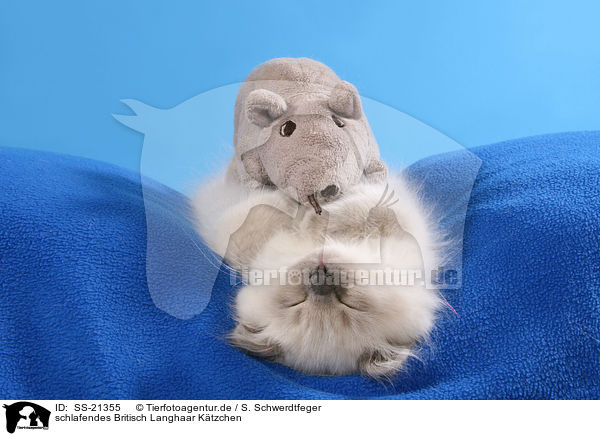 schlafendes Britisch Langhaar Ktzchen / SS-21355