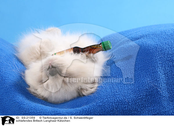 schlafendes Britisch Langhaar Ktzchen / sleeping Highlander Kitten / SS-21359