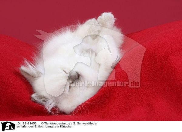 schlafendes Britisch Langhaar Ktzchen / SS-21453