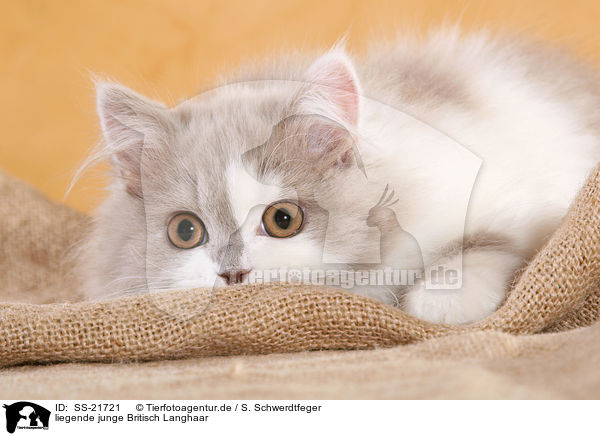 junge Britisch Langhaar / young Highlander / SS-21721