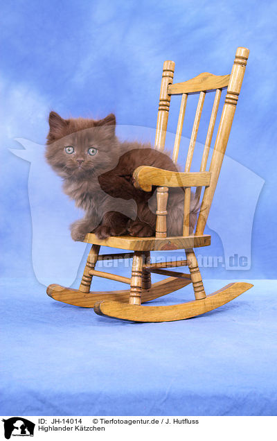Highlander Ktzchen / Highlander Kitten / JH-14014