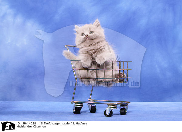 Highlander Ktzchen / Highlander Kitten / JH-14028