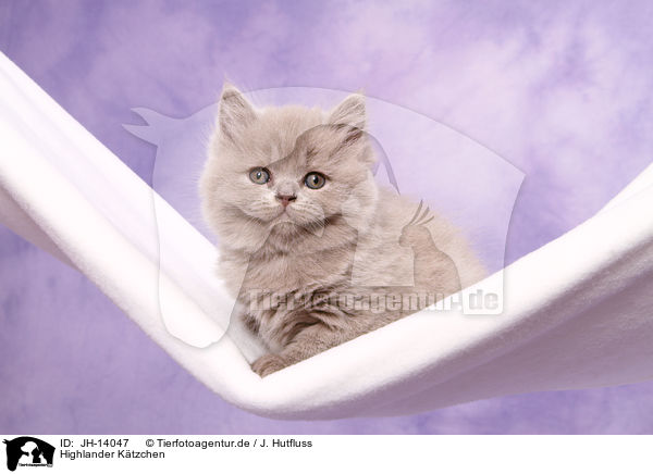 Highlander Ktzchen / Highlander Kitten / JH-14047