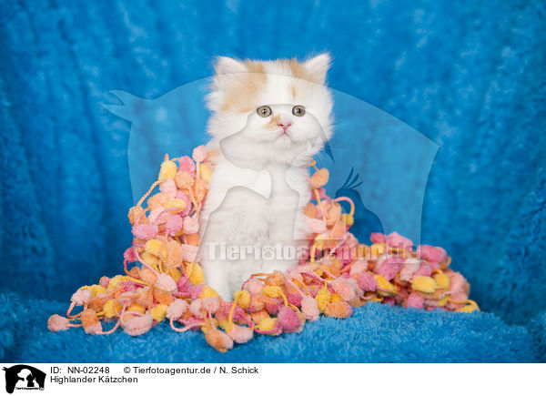 Highlander Ktzchen / Highlander kitten / NN-02248