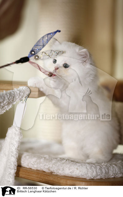 Britisch Langhaar Ktzchen / Highlander kitten / RR-56530
