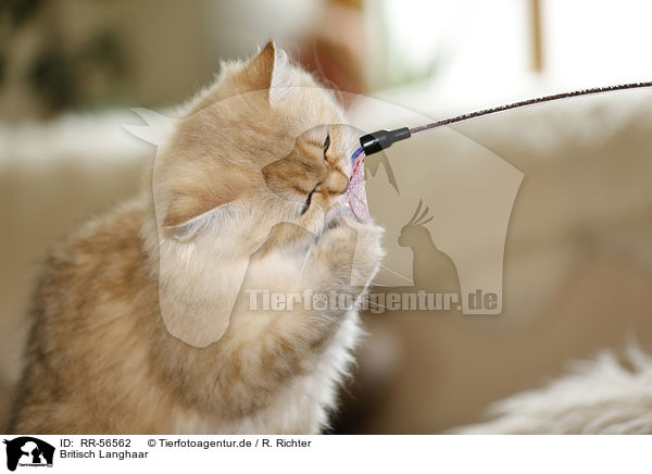 Britisch Langhaar / Highlander / RR-56562