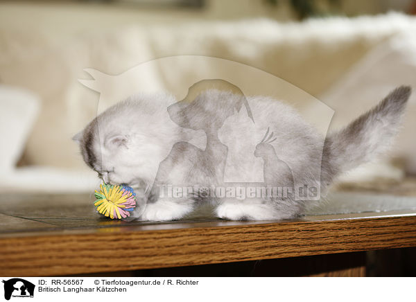 Britisch Langhaar Ktzchen / Highlander kitten / RR-56567