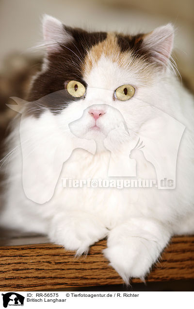 Britisch Langhaar / RR-56575