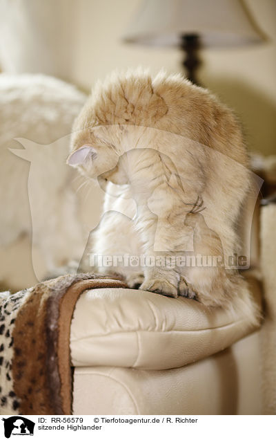sitzende Highlander / sitting Highlander / RR-56579