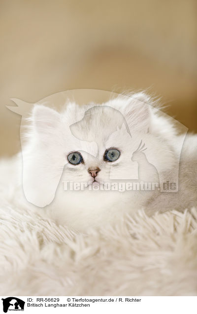 Britisch Langhaar Ktzchen / Highlander kitten / RR-56629