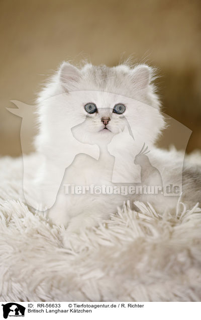 Britisch Langhaar Ktzchen / Highlander kitten / RR-56633