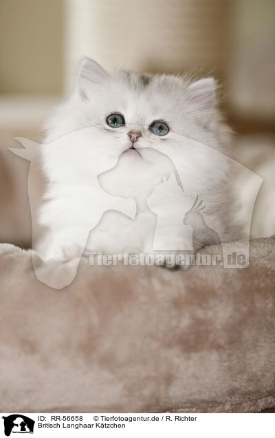 Britisch Langhaar Ktzchen / Highlander kitten / RR-56658
