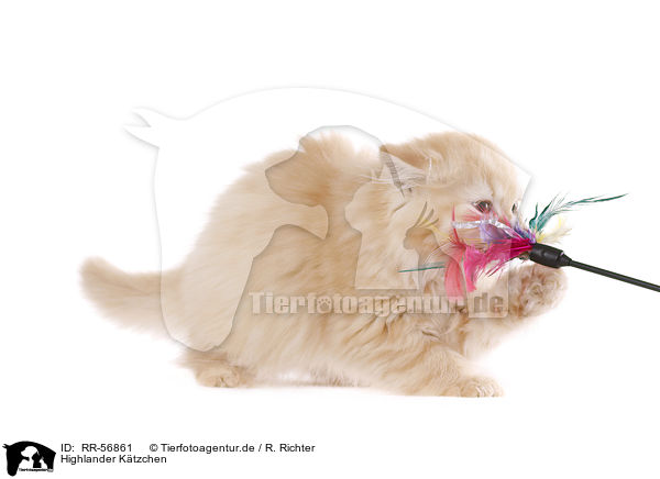 Highlander K�tzchen / kitten / RR-56861