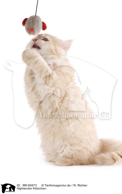 Highlander Ktzchen / kitten / RR-56873