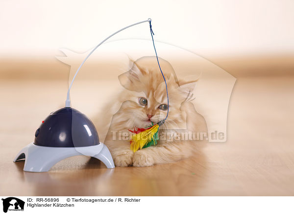 Highlander Ktzchen / kitten / RR-56896