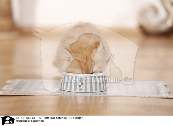 Highlander Ktzchen / kitten / RR-56913