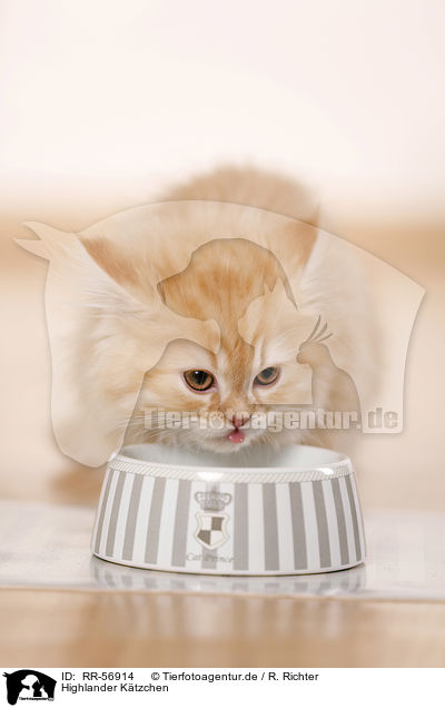 Highlander Ktzchen / kitten / RR-56914