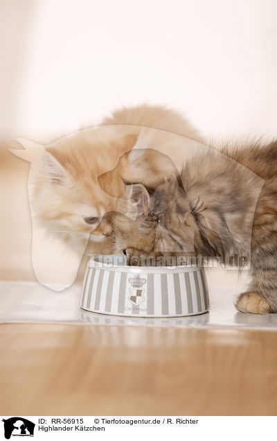 Highlander Ktzchen / kitten / RR-56915