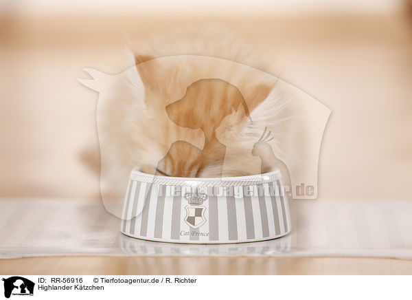Highlander Ktzchen / kitten / RR-56916