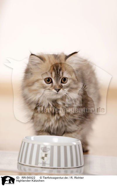 Highlander Ktzchen / kitten / RR-56922