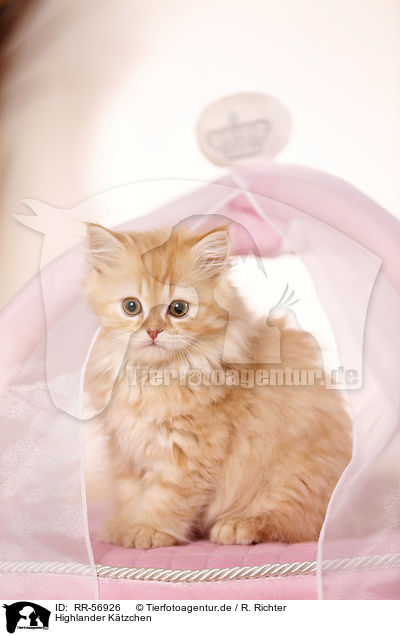 Highlander K�tzchen / kitten / RR-56926