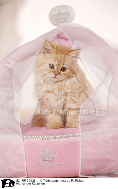 Highlander K�tzchen / kitten / RR-56928