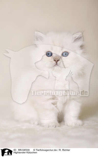 Highlander K�tzchen / Highlander kitten / RR-58509