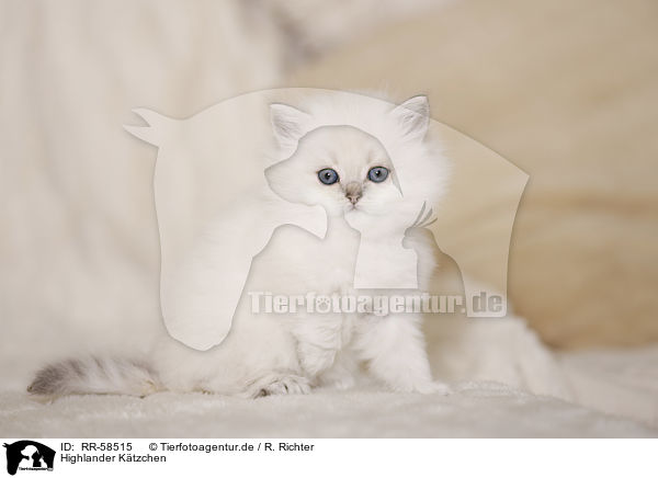 Highlander K�tzchen / Highlander kitten / RR-58515