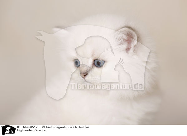 Highlander K�tzchen / Highlander kitten / RR-58517