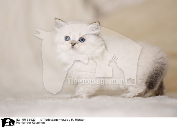 Highlander Ktzchen / Highlander kitten / RR-58523