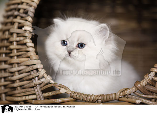 Highlander K�tzchen / Highlander kitten / RR-58548