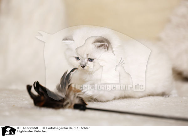 Highlander K�tzchen / Highlander kitten / RR-58550