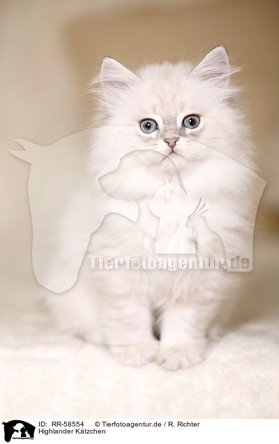 Highlander K�tzchen / Highlander kitten / RR-58554
