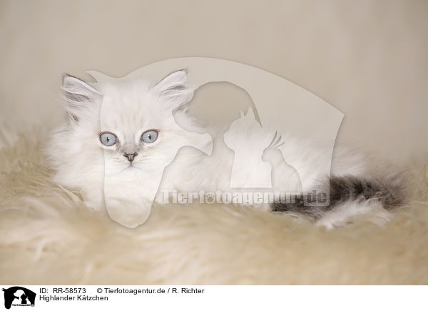 Highlander K�tzchen / Highlander kitten / RR-58573