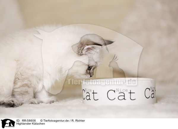 Highlander Ktzchen / Highlander kitten / RR-58606