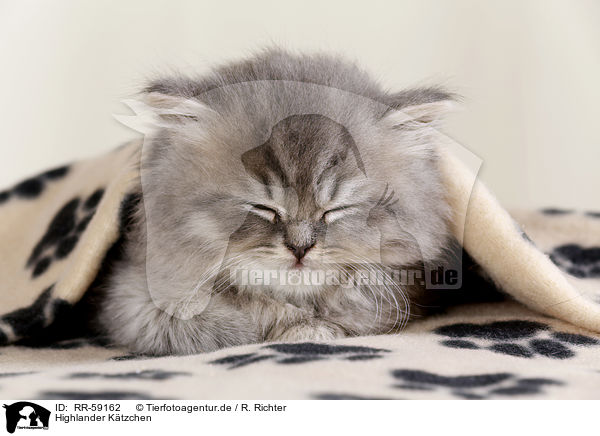 Highlander K�tzchen / RR-59162