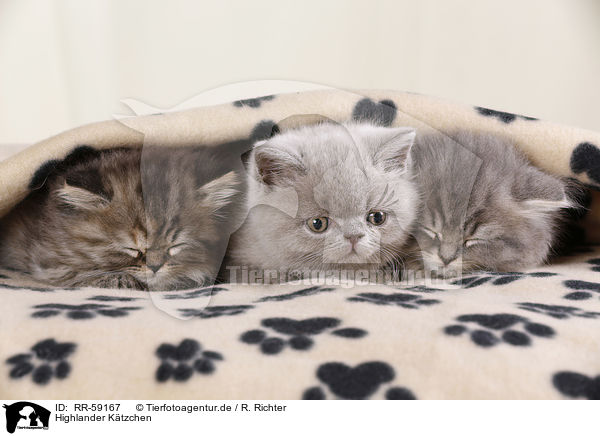 Highlander Ktzchen / Highlander Kitten / RR-59167