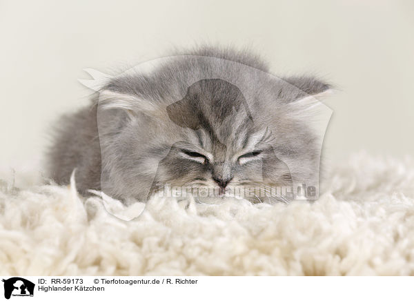 Highlander Ktzchen / Highlander Kitten / RR-59173