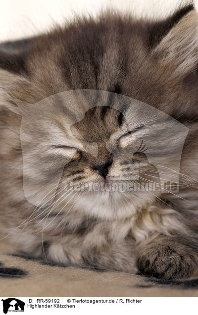 Highlander Ktzchen / Highlander Kitten / RR-59192