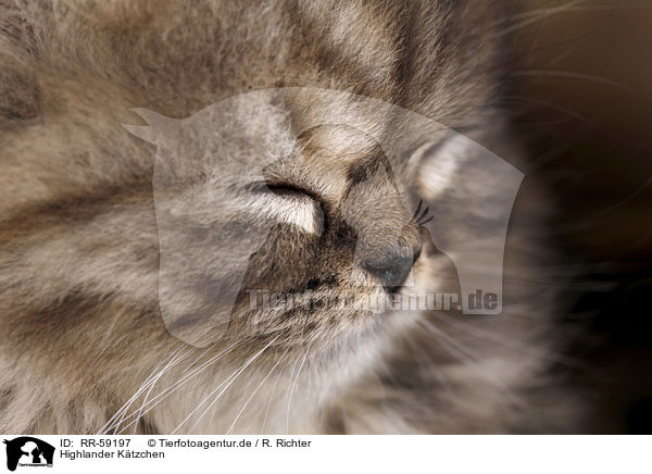 Highlander Ktzchen / Highlander Kitten / RR-59197