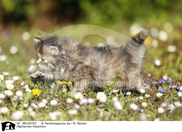 Highlander Ktzchen / Highlander Kitten / RR-59767