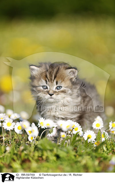 Highlander Ktzchen / Highlander Kitten / RR-59769