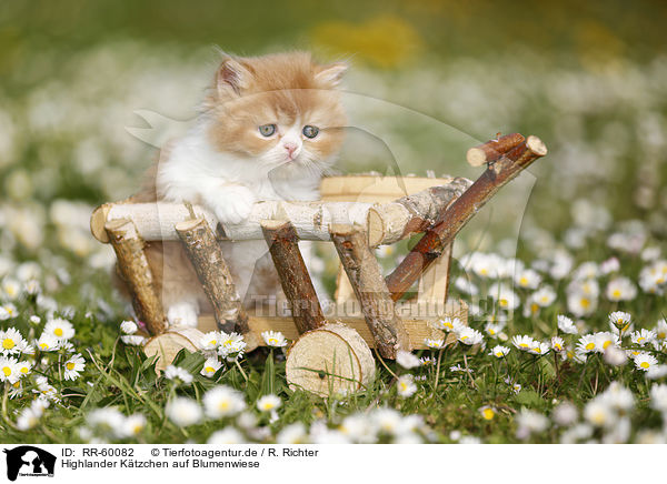 Highlander Ktzchen auf Blumenwiese / Highlander kitten on flower meadow / RR-60082