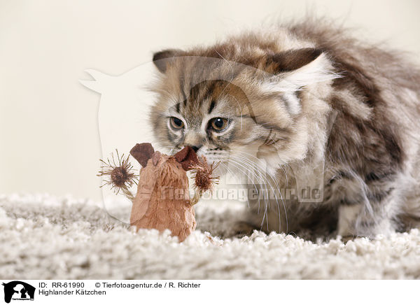 Highlander Ktzchen / Highlander kitten / RR-61990