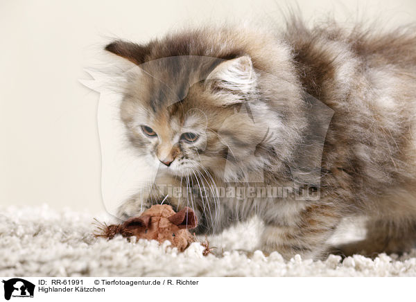Highlander Ktzchen / Highlander kitten / RR-61991
