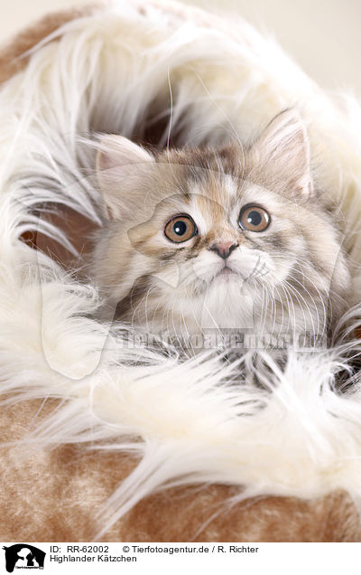Highlander Ktzchen / Highlander kitten / RR-62002